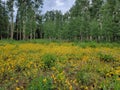 Beautiful High Uintah Mountain Field Full of Yellow Flowers Royalty Free Stock Photo