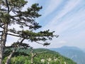 Beautiful high view from the Banska Stena in National Park Tara, Serbia