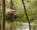 The enigmatic Highland cow coming down to drink by the river