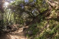 Beautiful hike path alongside the creak at Santa Anita Canyon, Angeles National Forest, San Gabriel Mountain Range near Royalty Free Stock Photo