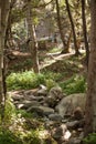 Beautiful hike path alongside the creak at Santa Anita Canyon, Angeles National Forest, San Gabriel Mountain Range near Royalty Free Stock Photo