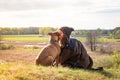 Beautiful hiking girl sit on hill and kiss pet dog at walk.