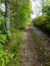 Beautiful hiking path with autumn leaves and trees lined Royalty Free Stock Photo