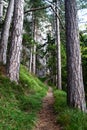 Beautiful hiking trail in the forest / Austria Royalty Free Stock Photo