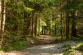 A beautiful hiking trail in Low Tatra region in Slovakia. Walking path in mountains and forest. Royalty Free Stock Photo