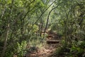 Beautiful hiking trail in the park with lots og vegetation and foilage Royalty Free Stock Photo