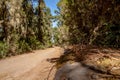 Beautiful hiking trail through te forest