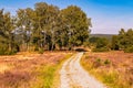 Beautiful hiking trails in the summer. LÃÂ¼neburg Heath Nature Reserve.