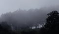 Beautiful hill trees with mist near the kodaikanal tour place. Royalty Free Stock Photo