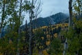 Beautiful hillside with fur trees in autumn