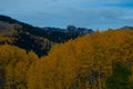 Beautiful hillside with fur trees in autumn