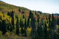 Beautiful hillside with fur trees in autumn