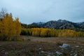 Beautiful hillside with fur trees in autumn