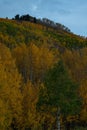 Beautiful hillside with fur trees in autumn, a vertical shot
