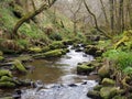 A beautiful hillside stream running though moss covered rocks and boulders with trees in spring trees an early spring forest