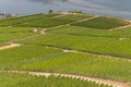 Beautiful hillside vineyards along the Rhine River near ruedesheim and the niederwald monument Royalty Free Stock Photo