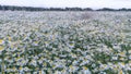 A beautiful hilly field of blooming white chamomile, in the distance the green edge of the forest and a bright summer sky.