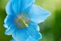 Close-up of a beautiful Himalayan Blue Poppy Flower Royalty Free Stock Photo