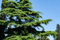Beautiful Himalayan Cedar Cedrus Deodara, Deodar Cedar growing on the Black Sea coast in city Tuapse
