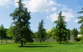 Beautiful Himalayan cedar Cedrus Deodara, Deodar on lush green lawn in public landscape city Park Krasnodar
