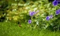 Beautiful Himalayan cranesbill flower, species of geraniums, growing in a field or botanical garden outdoors. Beautiful Royalty Free Stock Photo