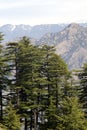Beautiful Himalayan Devdar Tree in valley Royalty Free Stock Photo