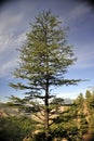 Beautiful Himalayan Devdar Tree in valley Royalty Free Stock Photo