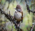 Himalayan barwing bird Royalty Free Stock Photo