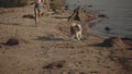 Beautiful hipster girl running with her dog on a rocky beach. Vacation by the sea with beloved animal in the hot summer