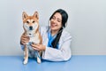 Beautiful hispanic veterinarian woman checking dog health smiling and laughing hard out loud because funny crazy joke Royalty Free Stock Photo