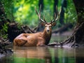 A beautiful Hog deer resting  Made With Generative AI illustration Royalty Free Stock Photo
