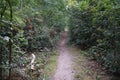 Coarse woody debris in the Berlin forest. Kopenick, Berlin, Germany