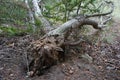 Coarse woody debris in the Berlin forest. Kopenick, Berlin, Germany