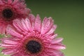 Daisies in water on a green background. International women day