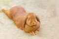 Beautiful Holland Lops, Lop-eared red rabbit lies stretched out on the sand. Farming, life of animals in captivity Royalty Free Stock Photo