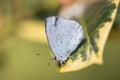 Beautiful holly blue butterfly on a lush holly leaf in the afternoon sunlight in Somerset, England