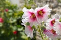 Beautiful hollyhock flower in bloom with white & pink petals and a green background, La Rochelle, Charente-Maritime, France