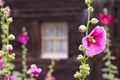 Beautiful Hollyhock, Malve