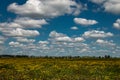 Beautiful holstein frisian cows in the field the Netherlands Royalty Free Stock Photo