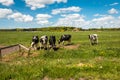 Beautiful holstein frisian cows in the field the Netherlands Royalty Free Stock Photo