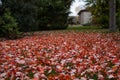 Home Backyard Garden Covered with Colorful Fallen Leaves during Autumn Royalty Free Stock Photo