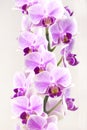 Beautiful home bouquet of Thailand orchid. A branch of vibrant tropical purple orchid flower. Selective soft focus. Royalty Free Stock Photo