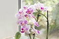 Beautiful home bouquet of Thailand Orchid in the interior. Orchids on the window. Vibrant tropical purple and white orchid flower, Royalty Free Stock Photo