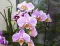 Beautiful home bouquet of Thailand Orchid in the interior. Selective soft focus. Vibrant tropical purple and white orchid flower, Royalty Free Stock Photo