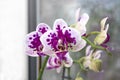 Beautiful home bouquet of Thailand Orchid in the interior. Selective soft focus. Vibrant tropical purple and white orchid flower, Royalty Free Stock Photo