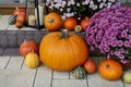 Beautiful home decoration with pumpkins, chrysanthemum flowers and candles Royalty Free Stock Photo