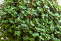 Beautiful home flower Callisia Repens. Small green juicy petals