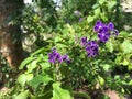 Beautiful home gardens flower in sri lanka