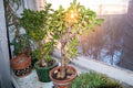 Beautiful home plant money tree- CrÃÂ¡ssula Royalty Free Stock Photo