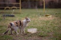 Beautiful homeless cat asks for food